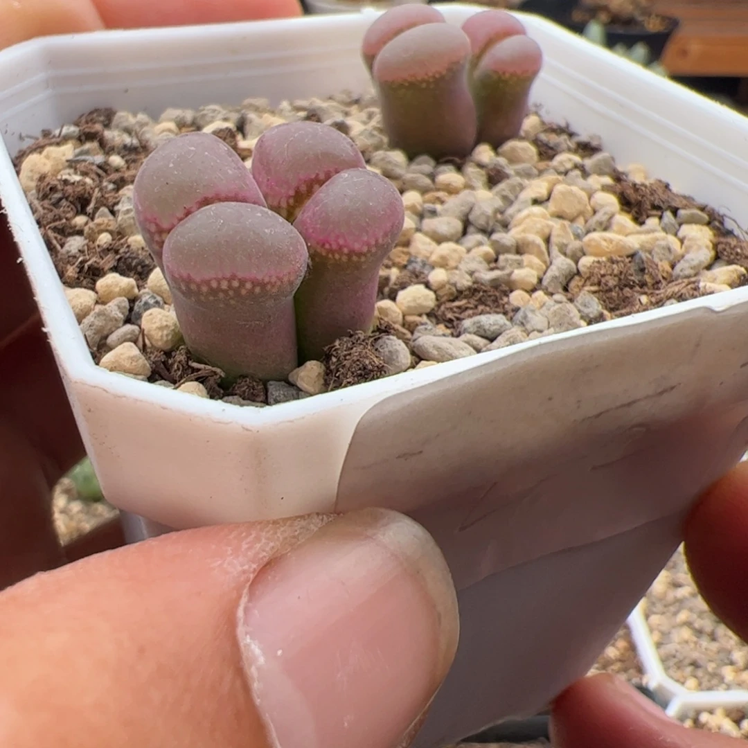 9.13日红多肉植物202