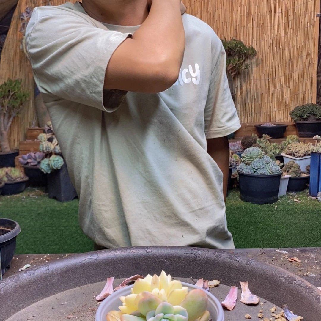 逐*影70号橙子多肉