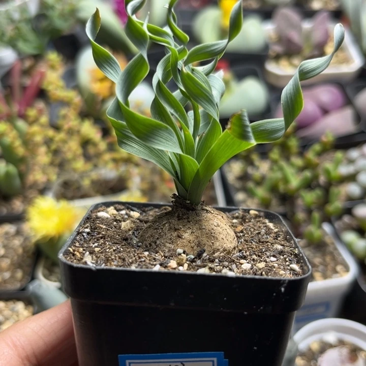 243 宽弹多肉植物