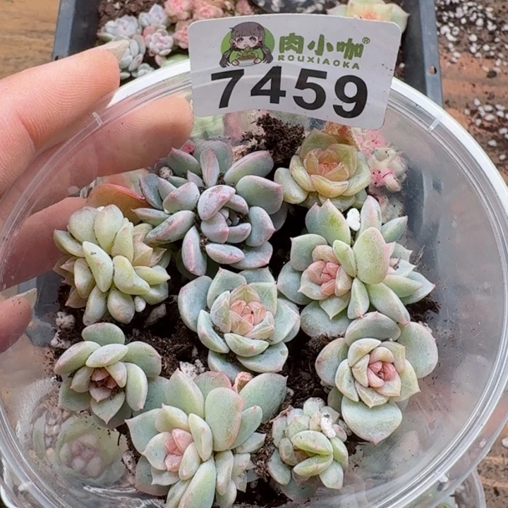 多肉植物多肉植物