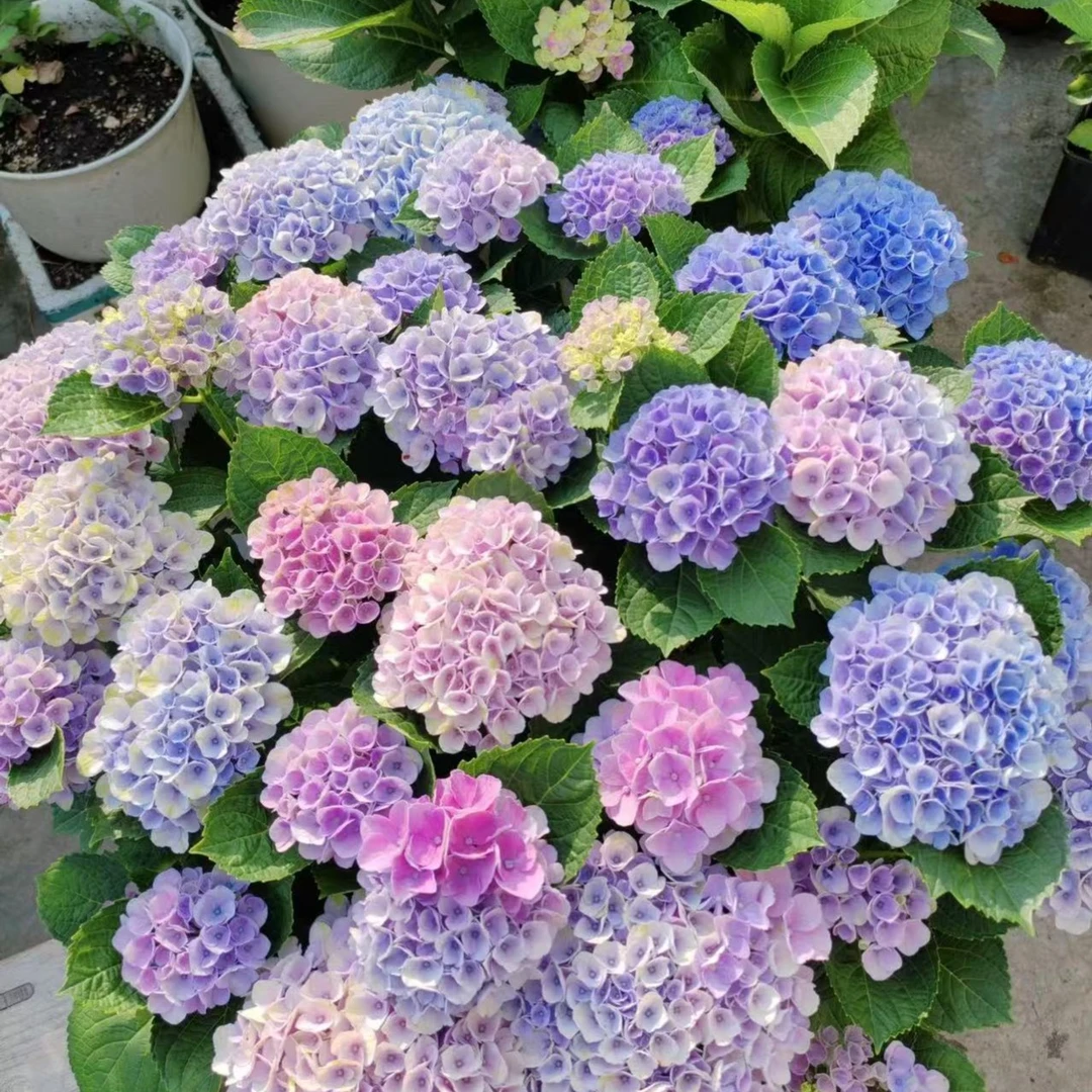 【魔幻绣球老桩】带加仑盆不带花发货云南直发庭院阳台新手好养盆栽