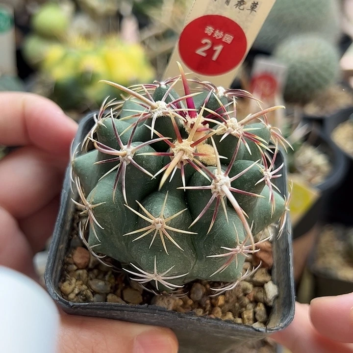 实生五彩大统领5.9cm