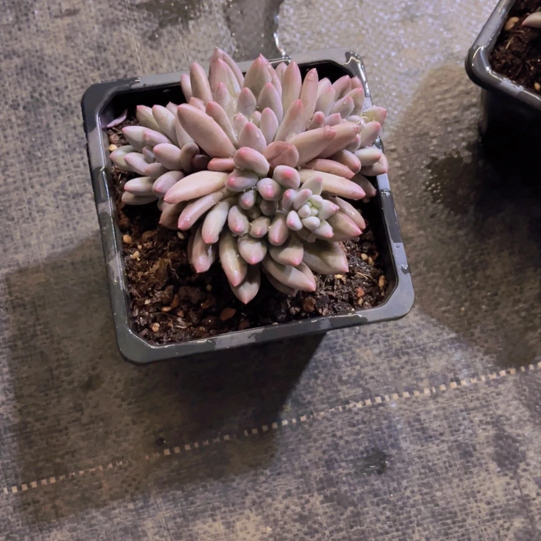 寄*水晶球多肉美美美的