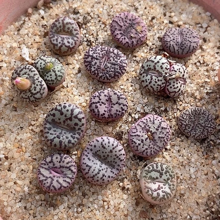 13549霓虹安贞一颗