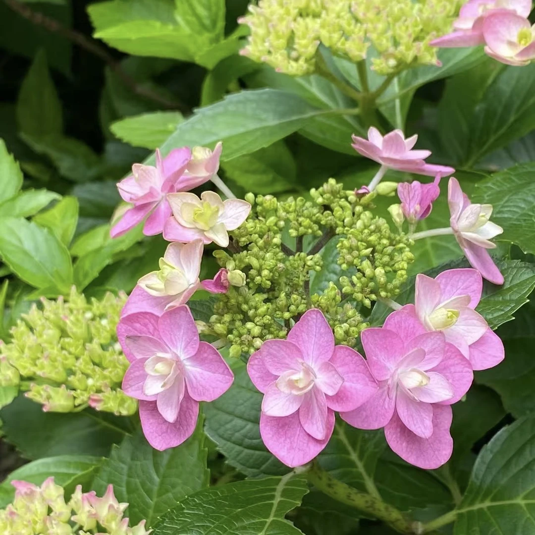 小町绣球180#盆带花苞