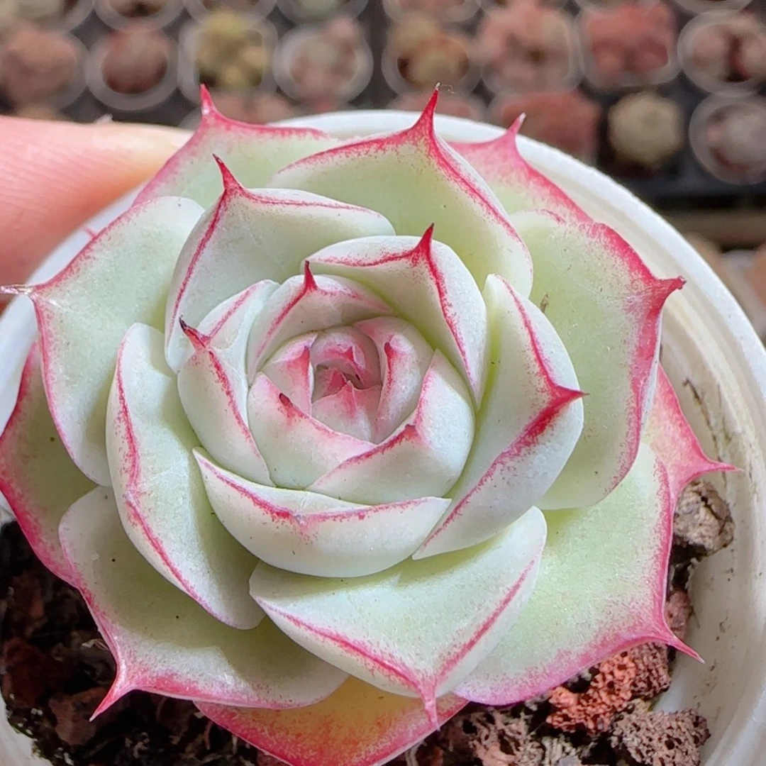 花语多肉0101-72女王