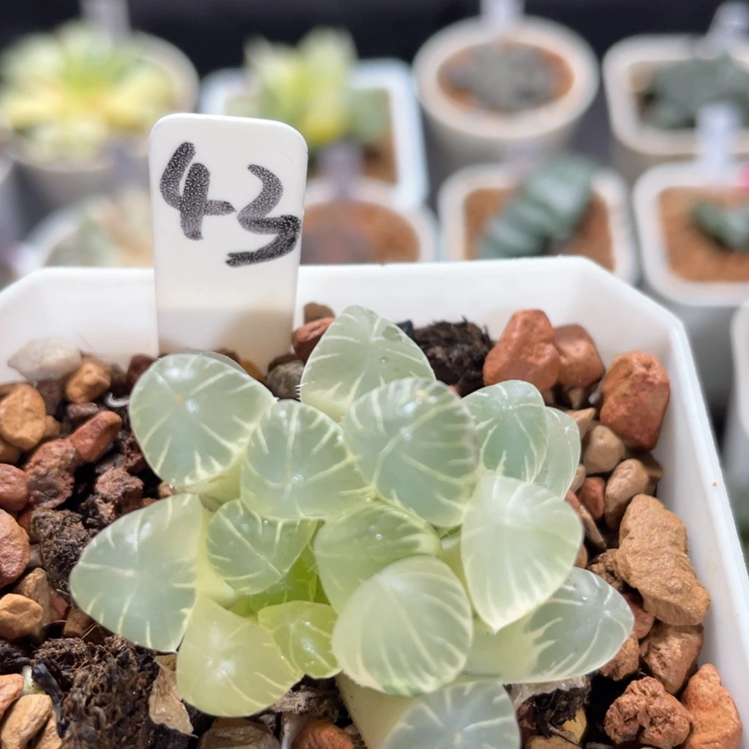 43糊斑孙灯锦。
