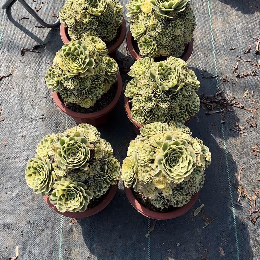 鑫***妈8585迈巴赫个刚刚好