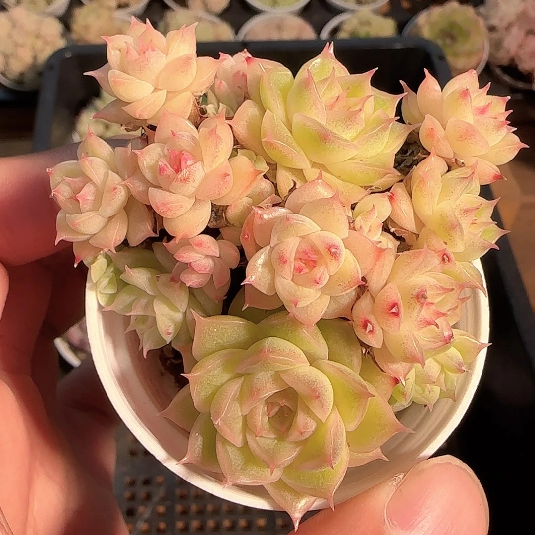 1121-------190麦秆