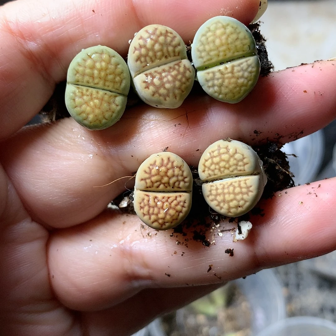 B439多肉植物保护