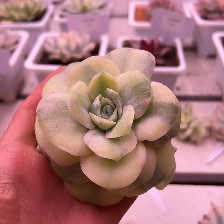 1002号可爱玫瑰锦多肉