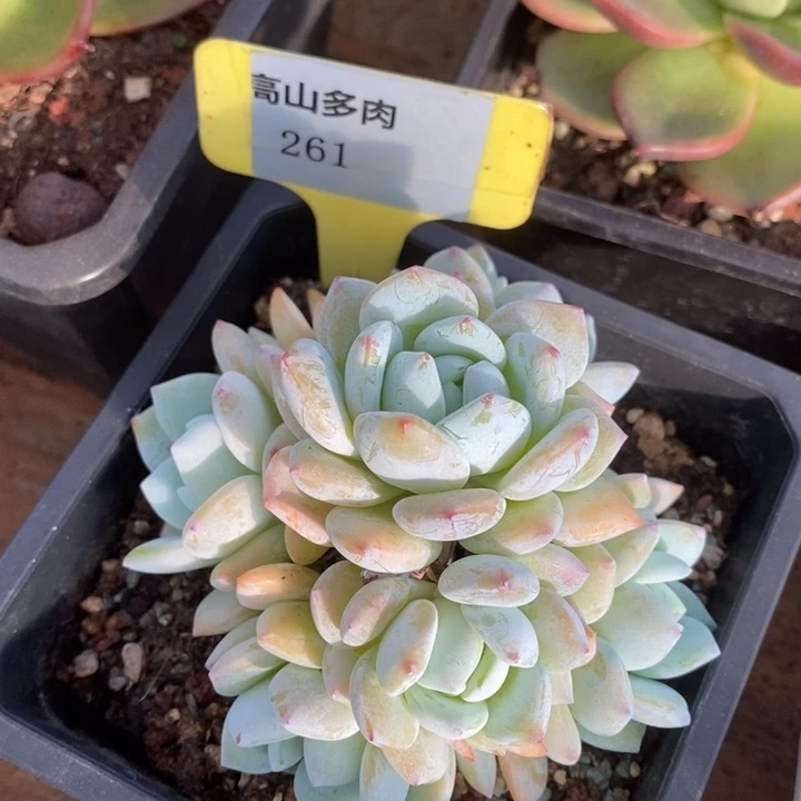 D261- 直播福利 冷香捧花