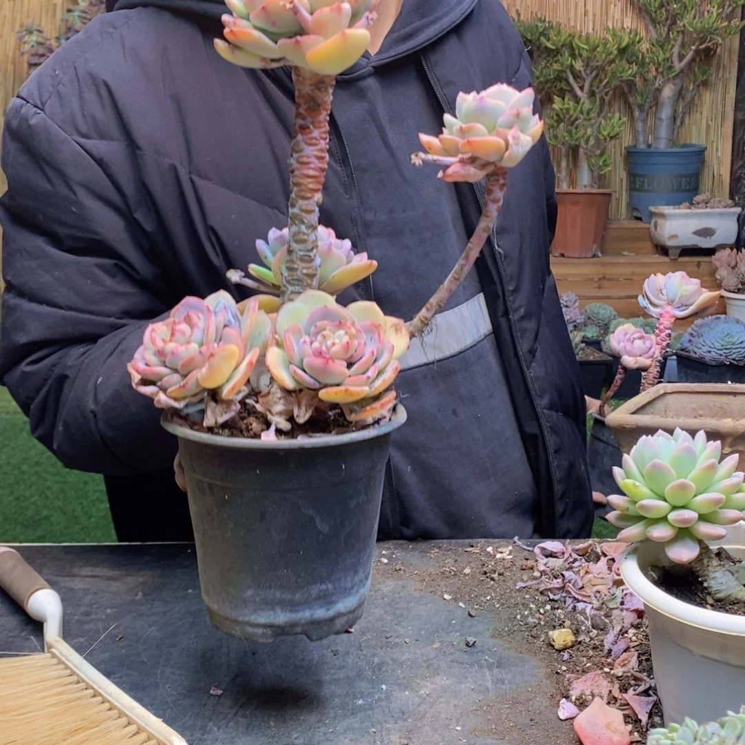 龚***雨D283 号白月光