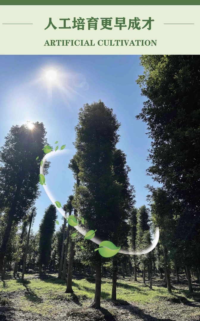 基地直发  金丝楠木绿植树苗名贵植物金丝楠木小叶桢楠树苗树木