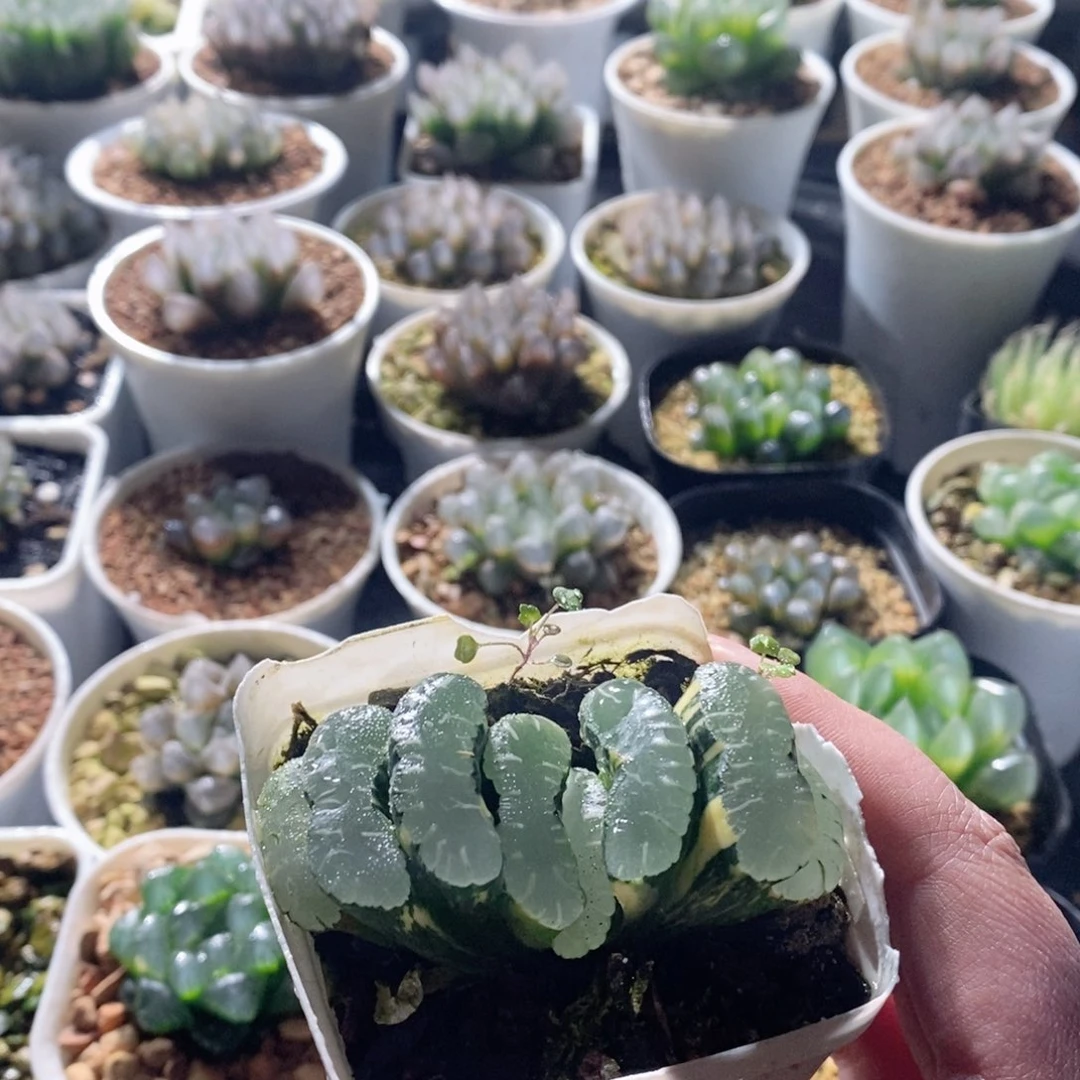 玉扇锦多肉植物多肉植物多肉植物