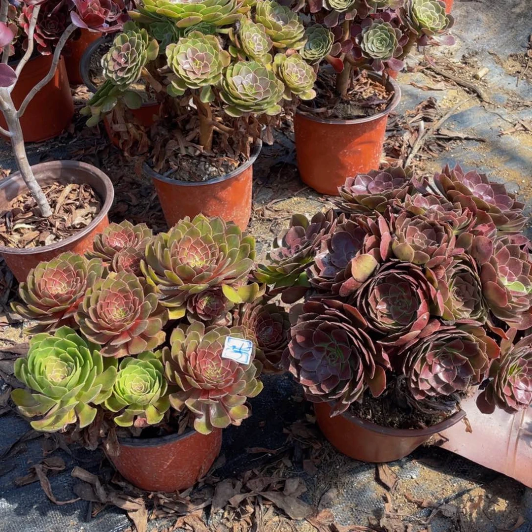 一对不包断枝25鲜花老桩