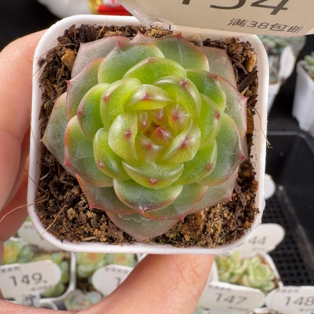 珍妮孤品单头154号