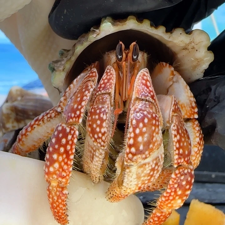 A70异色斐济 2.5cm口径