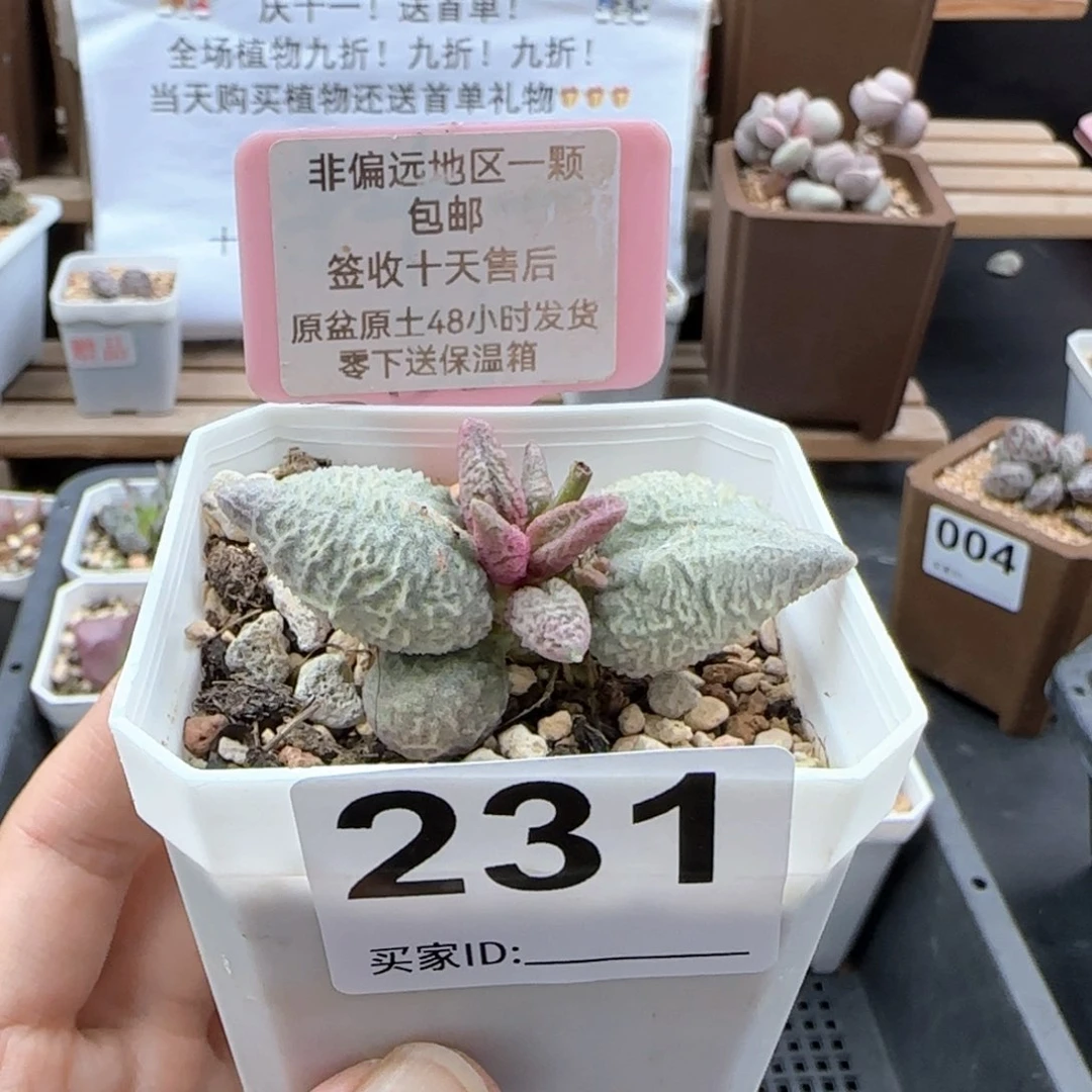 231倒刺冰淇淋多肉