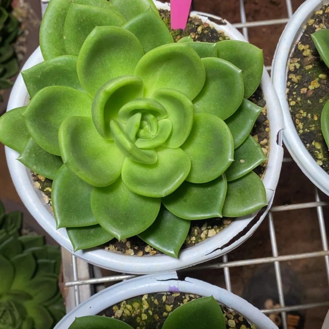 x066-多肉植物 翠花
