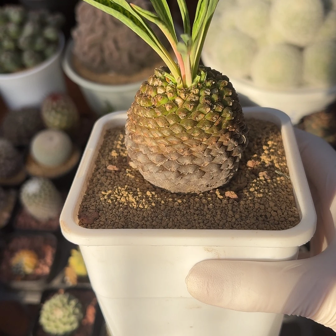 铁甲丸仙人球12342