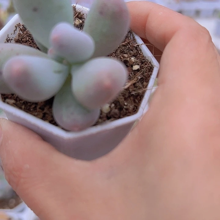 米可奶19包邮多肉植物