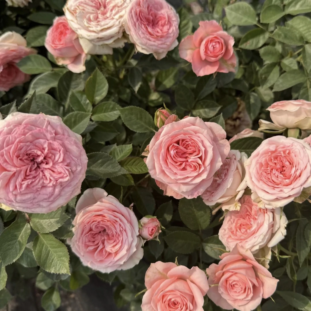 仙度瑞拉【加仑盆】丛生月季花盆栽庭院阳台新手易养护