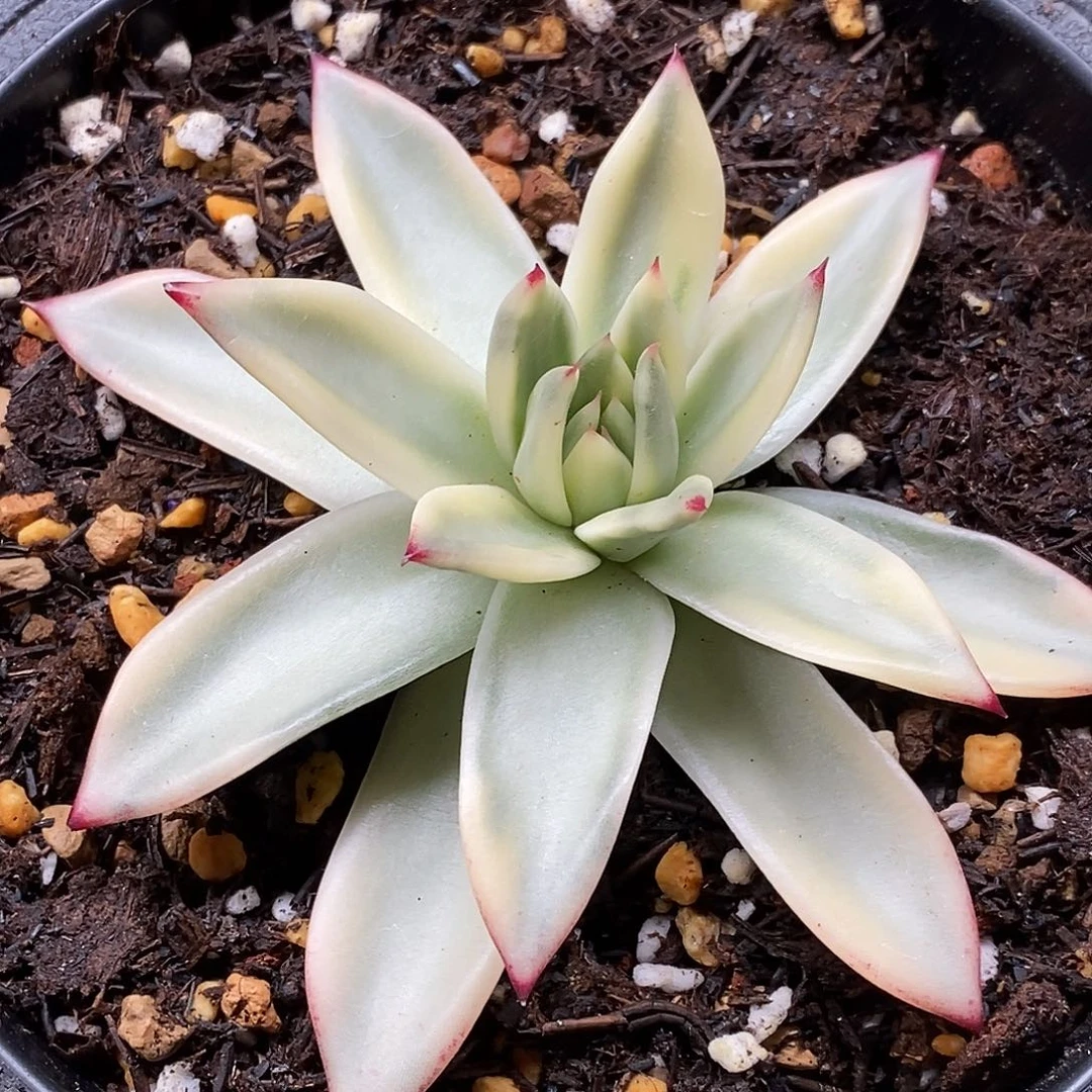 点绛唇锦一物一拍，