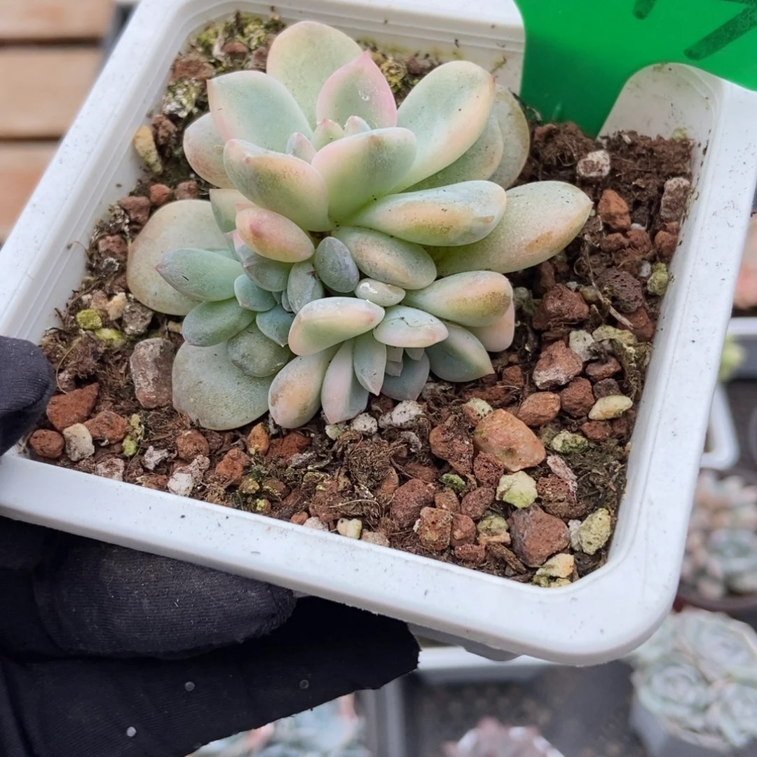 3143梦露锦多肉植物