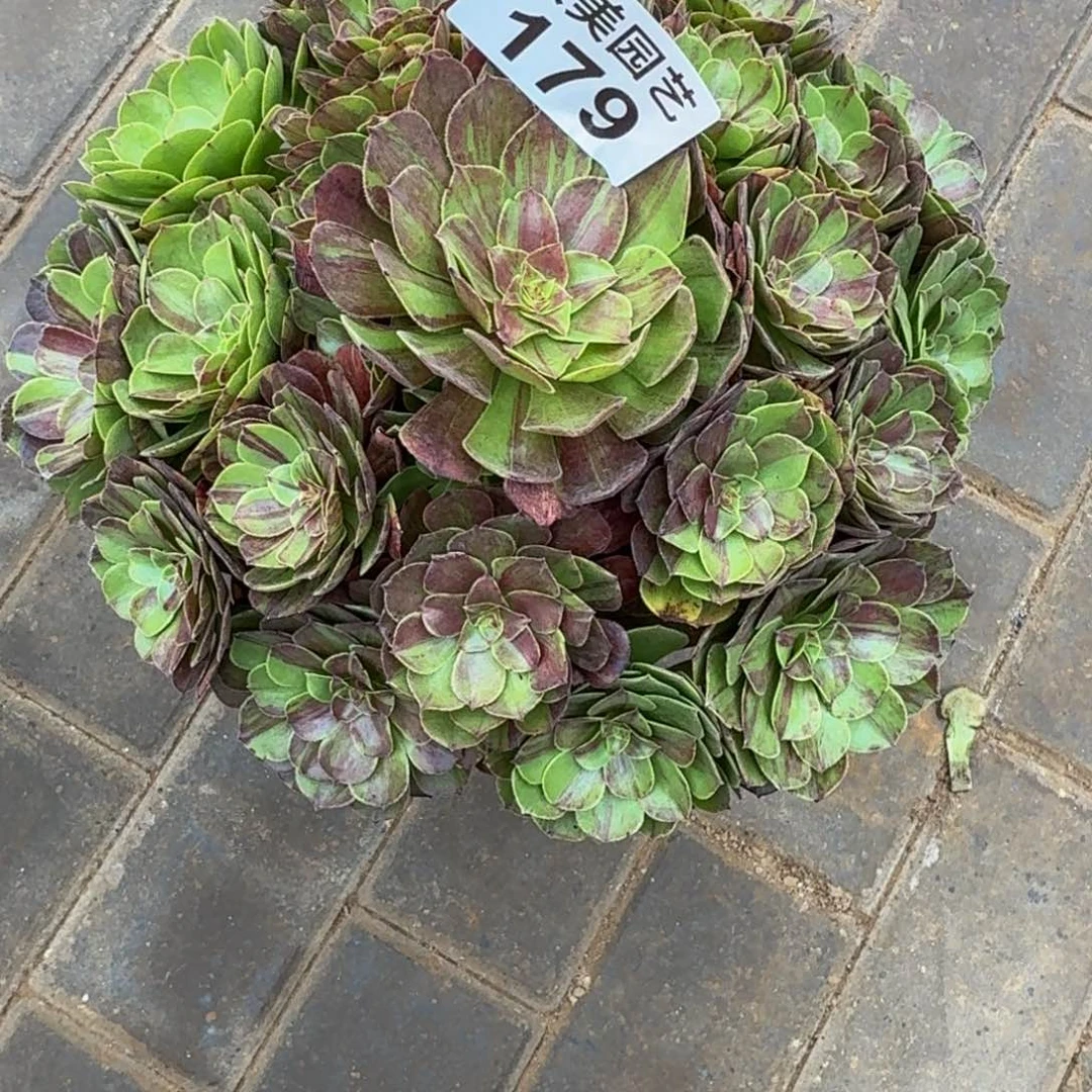 沉***默花月夜补差价179肉肉肉