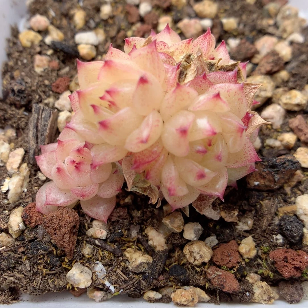 C36 ，柿子多肉20包邮两天凑单