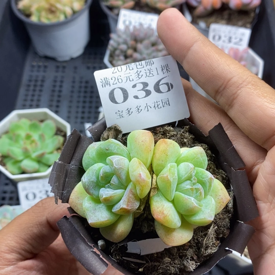 双头老桩冰玉满20包邮满26送一颗多肉