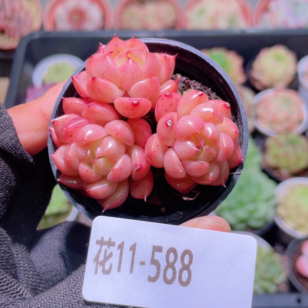 ?花利美11-588海王