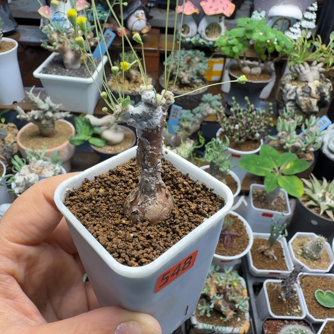 巍***~恩特美548派马厚墩菊