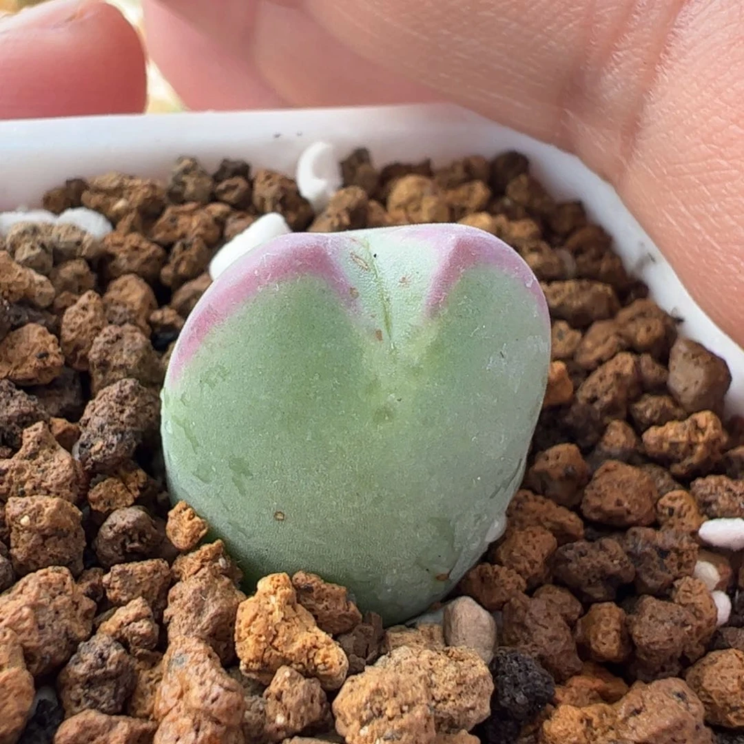 741多肉植物组合