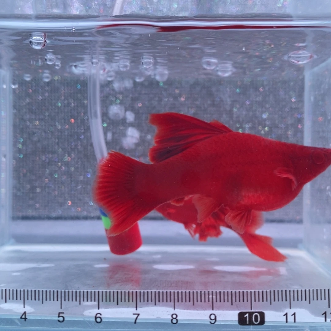 红剑鱼高鳍红剑成鱼1斧头1孕母
