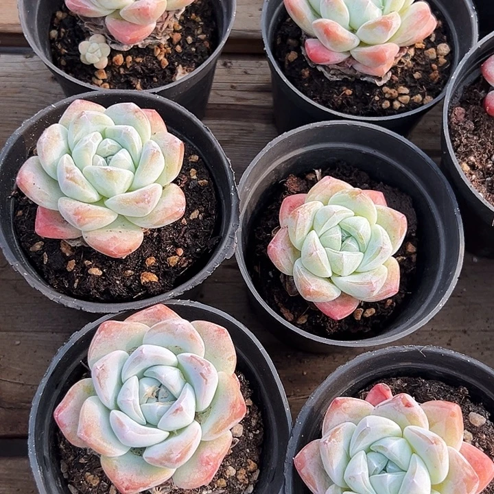 单头          奶油    冰玉