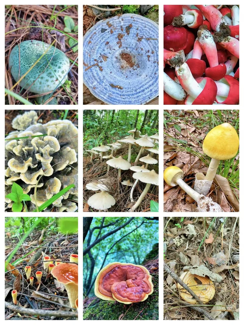 1【S-X】净含量：1g-15g【阿忠现收现卖】菌