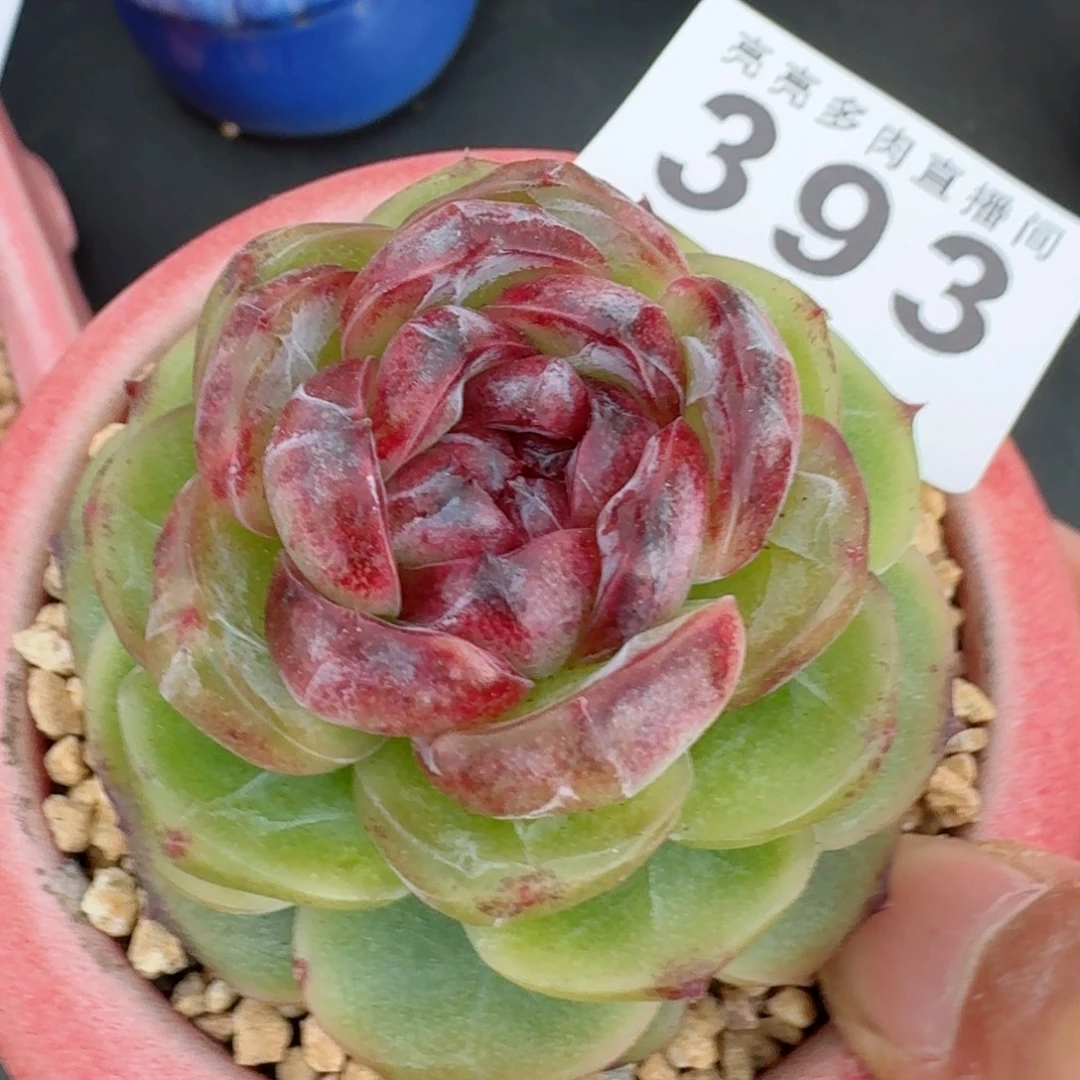 幽灵公主      愿你一路坦途，乘风破浪展宏图