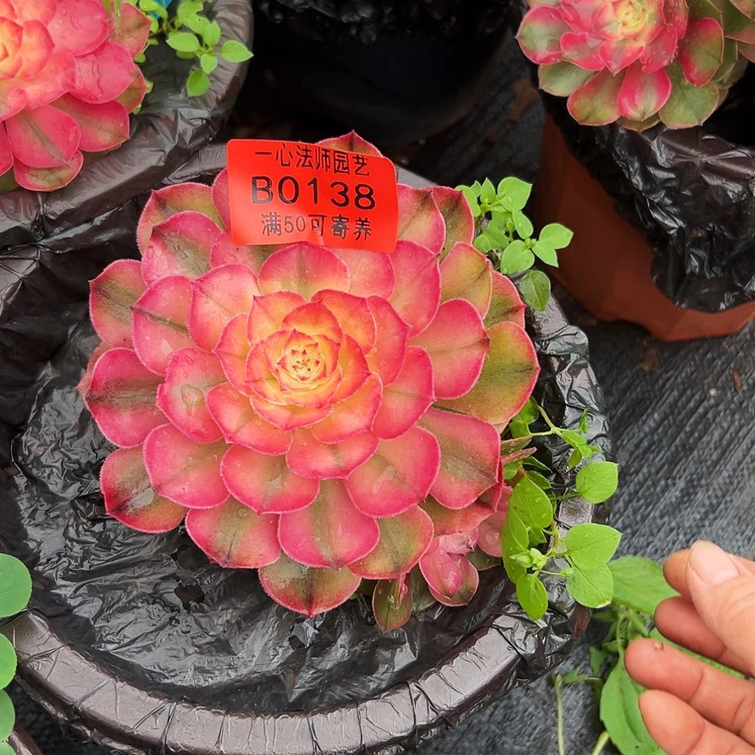 荔枝多肉植物0138