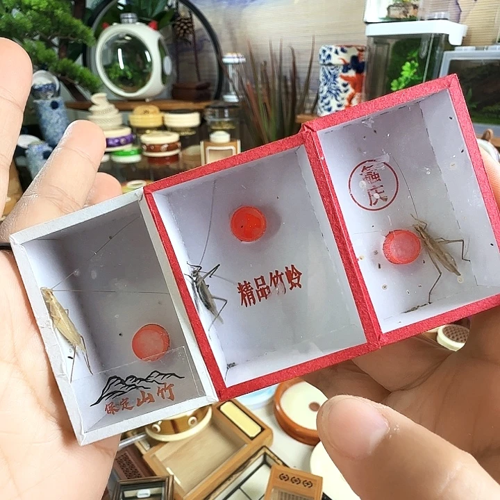紫竹➕山竹➕柬竹啊啊啊啊啊