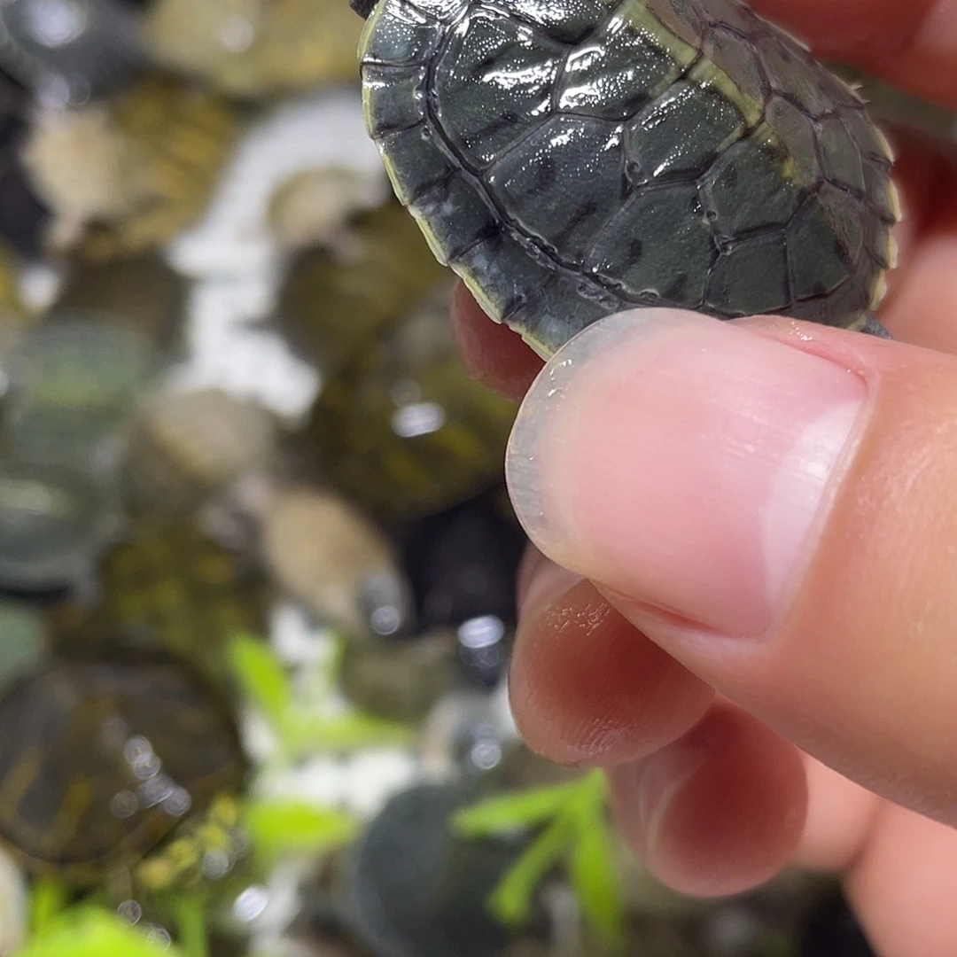 宠物龟不分公母黑八