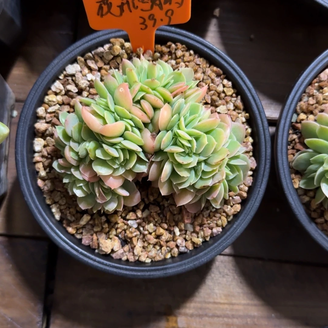 花***时111111111111111111111