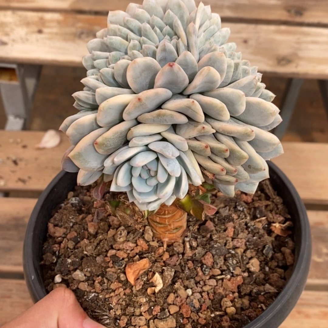 梦露缀化锦多肉植物3117