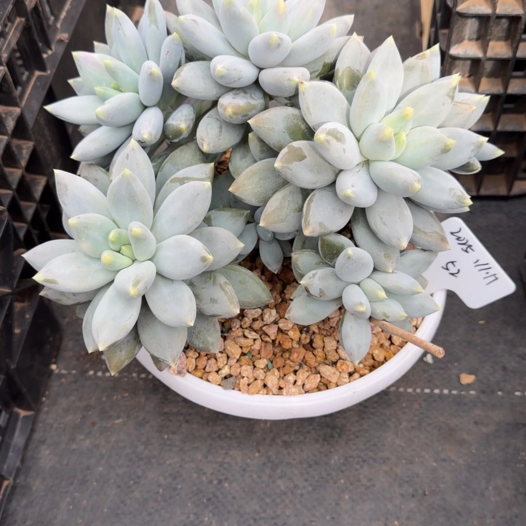 一物一拍精控黄胖体大群哥特52