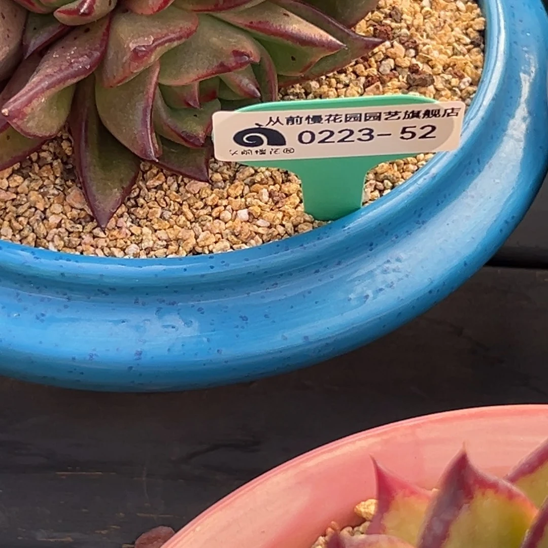 烁**子多肉一物一拍0223.52