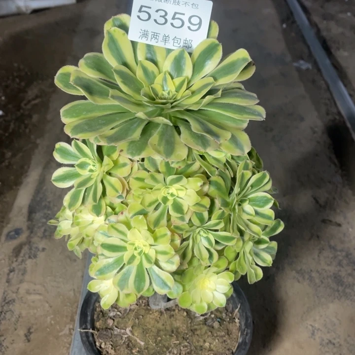 5359保时捷的人多肉的