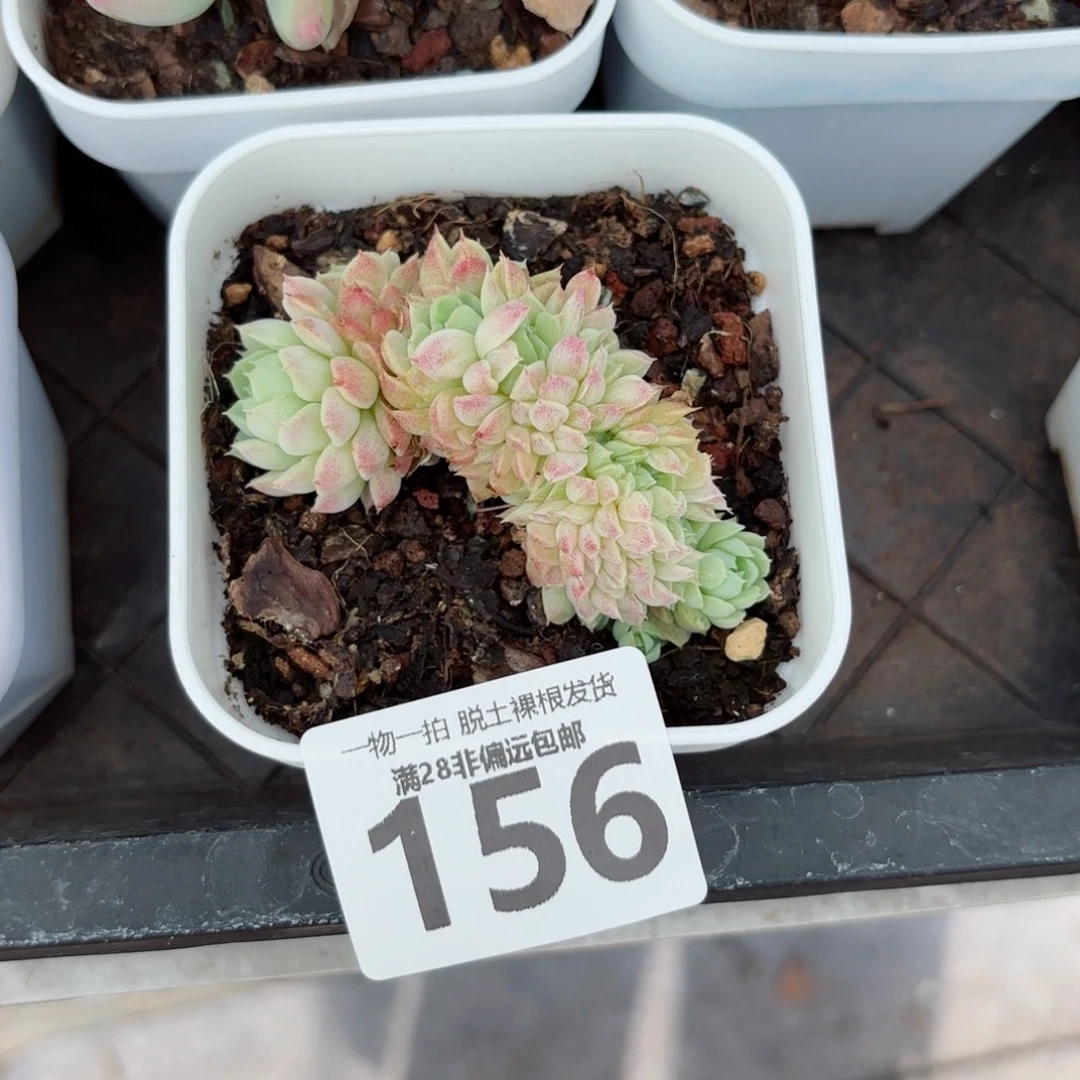 羊脂球缀化无盆土发货