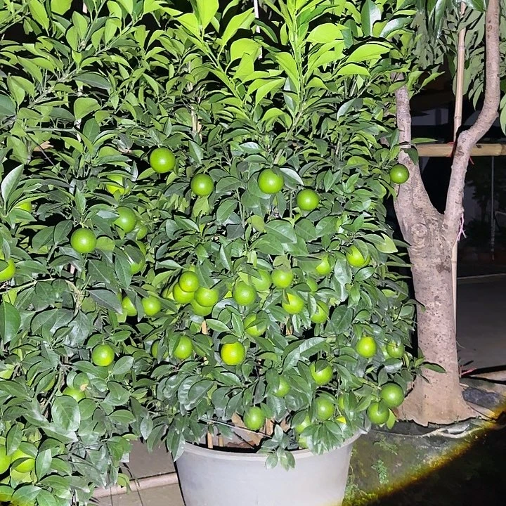 椰***子无花朵果树11111111111111111