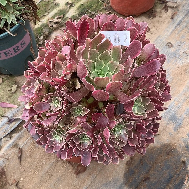 杆子有点弯金丝雀887